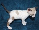 Cornish Rex kittens for sale